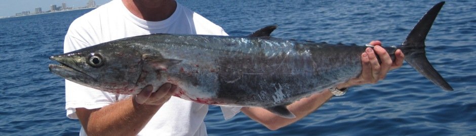A guest holding a long king mackerel with blue Gulf water behind