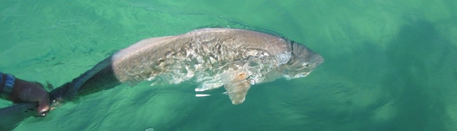 A big redfish being released in clear emerald-green water