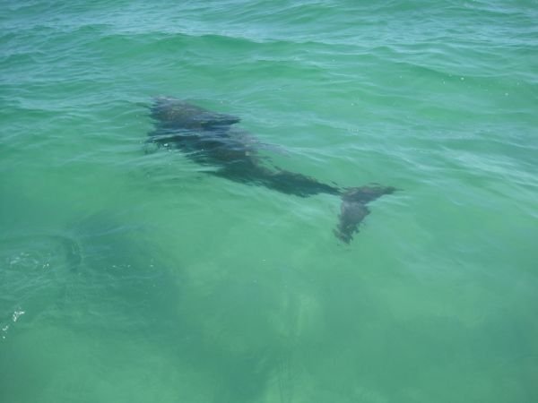 A dolphin swimming just under the surface of clear green water