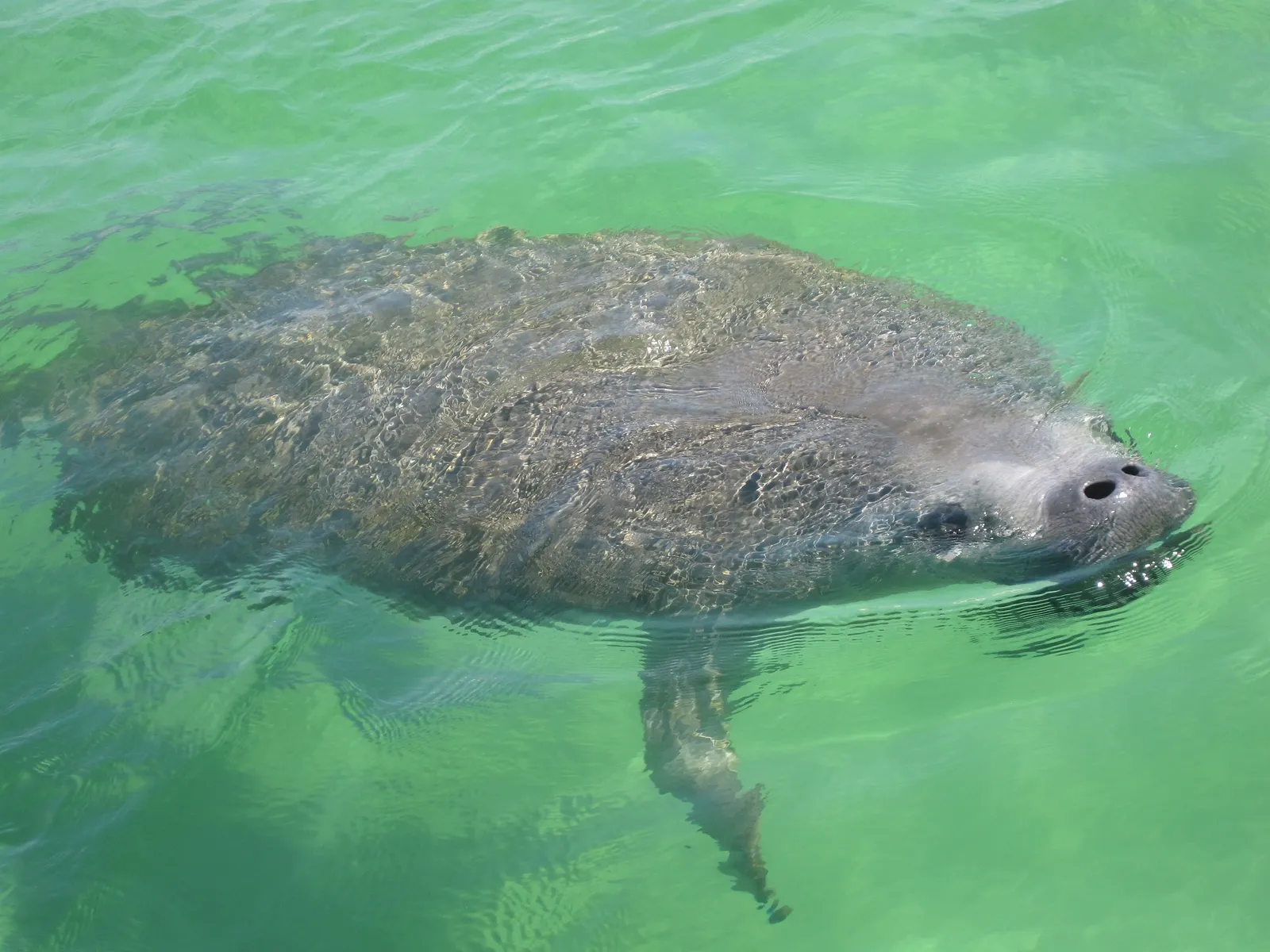 A manatee surfacing in clear green water
